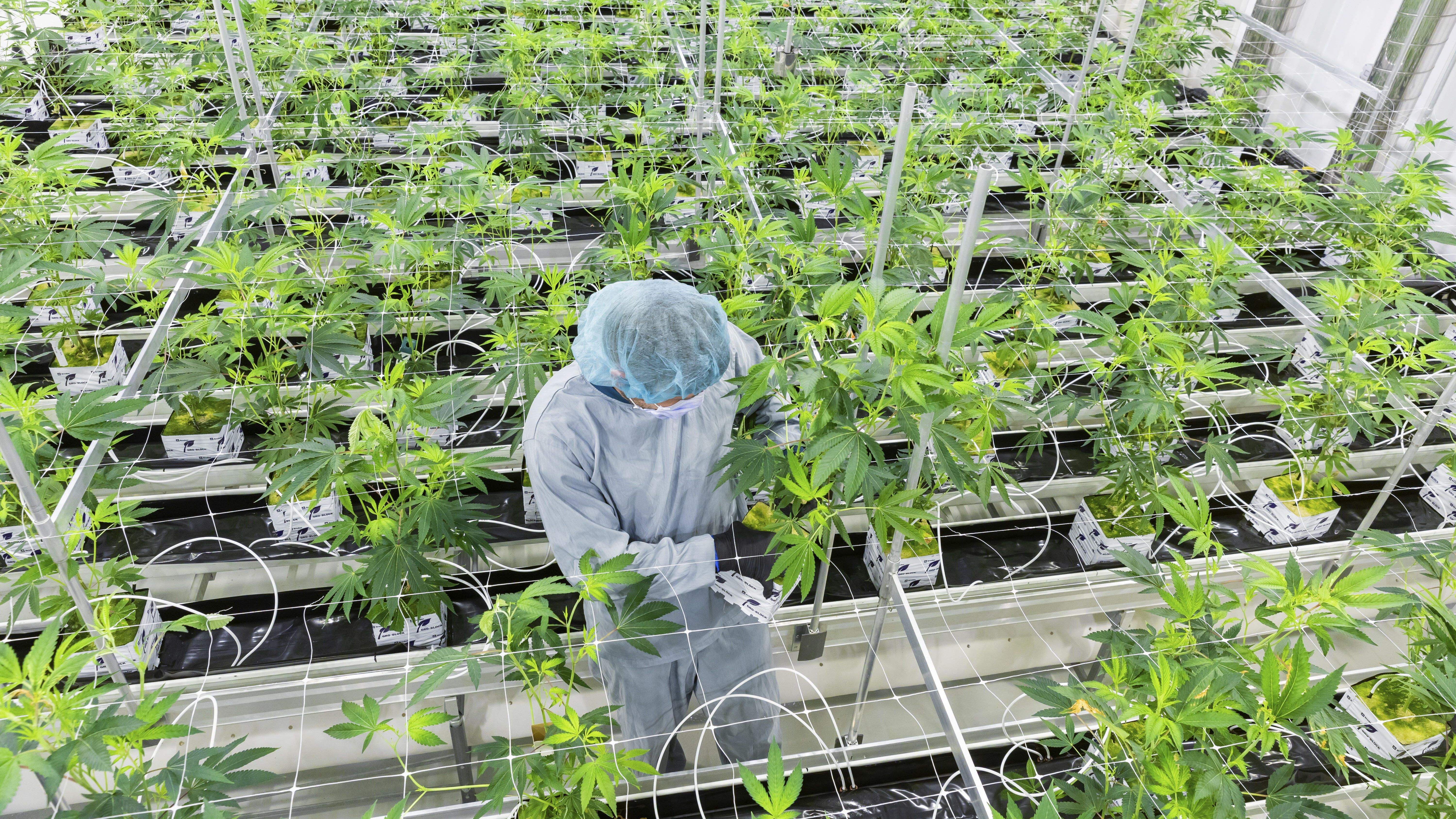 Seit der Teil-Legalisierung bauen Firmen Cannabis für medizinische Zwecke in Deutschland an