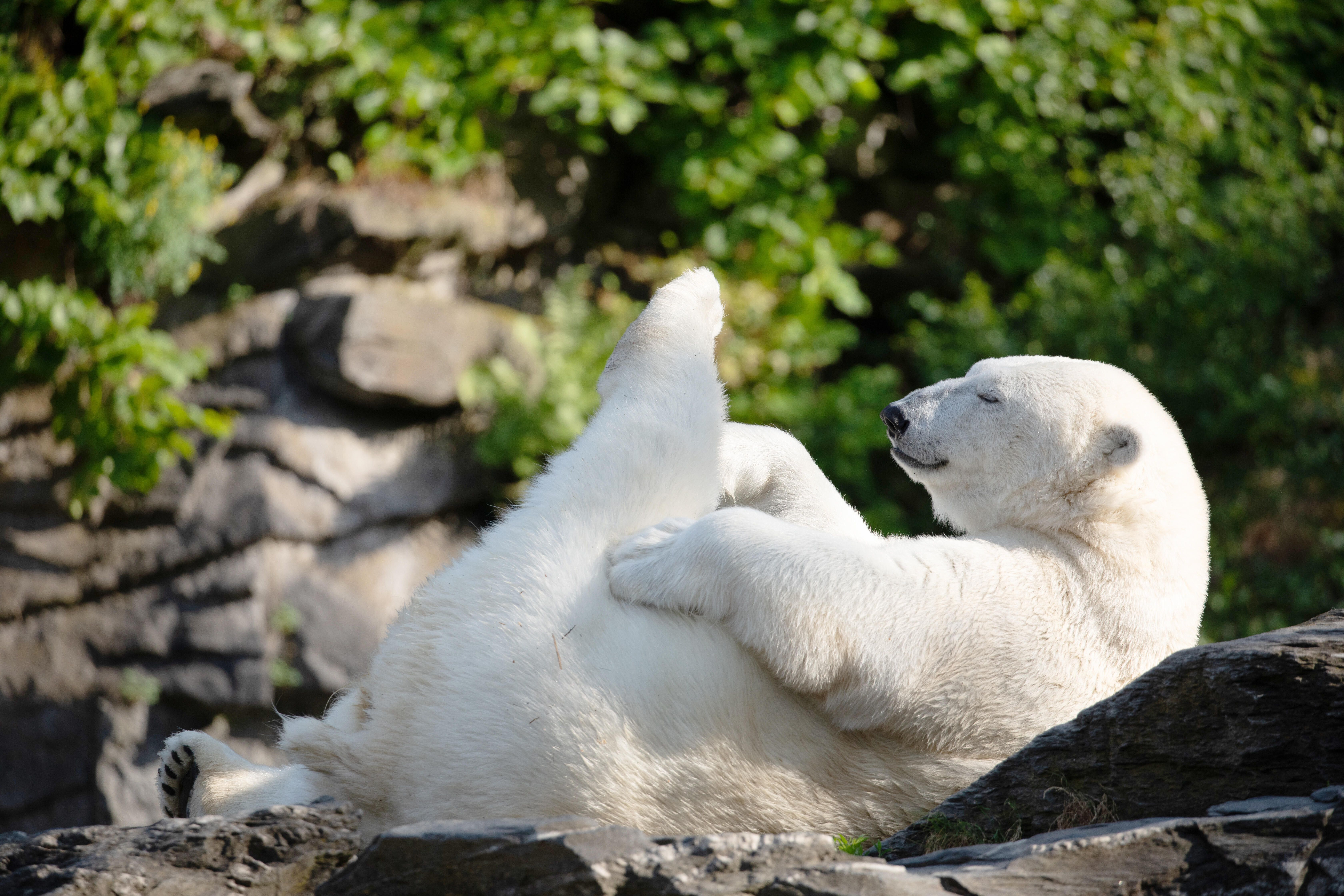 Bis 2021 lebten Eisbären im Zoologischen Garten Berlin. In der Natur bewohnen sie den Nordpol.