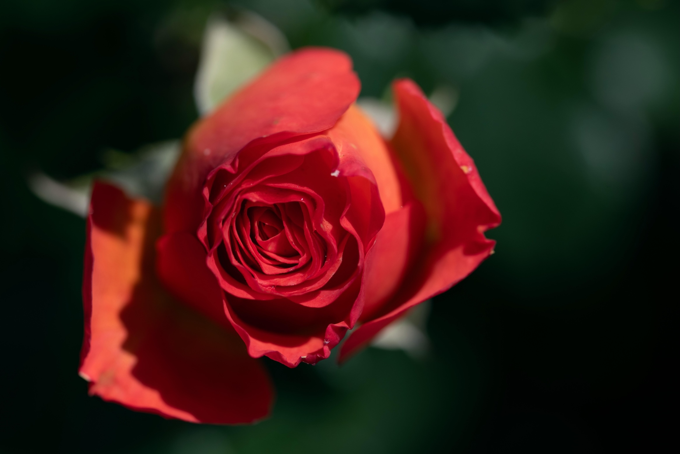 Tiktok-Videos verbreiten eine alte Internet-Legende über giftige Rosen an Autos.