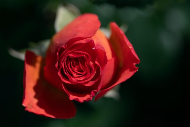 Tiktok-Videos verbreiten eine alte Internet-Legende über giftige Rosen an Autos.