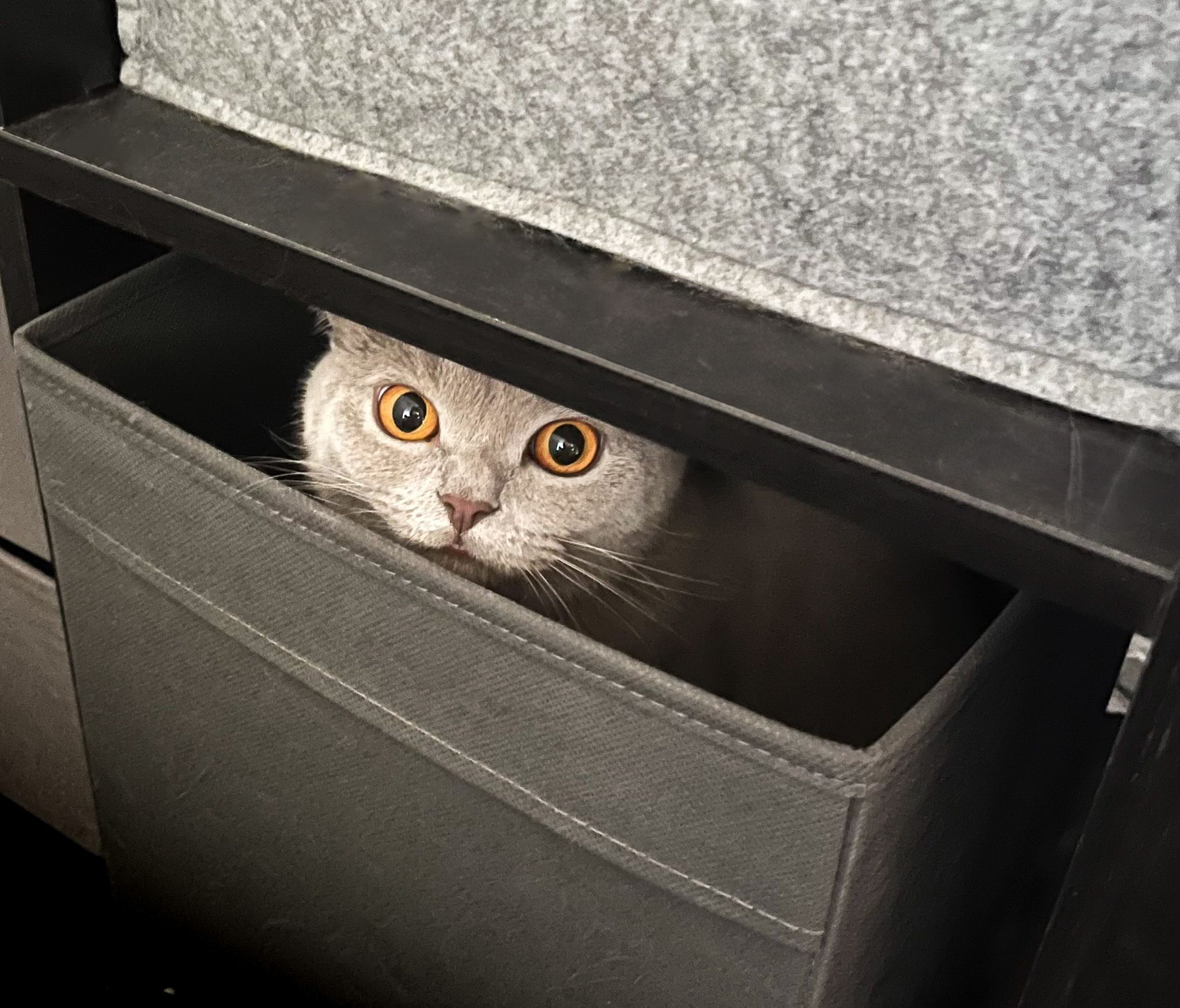 Keine Steuer für die Katze in Deutschland geplant (Symbolfoto)