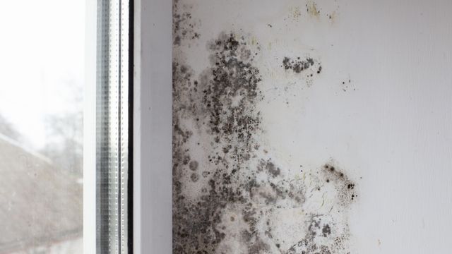 Schimmel nahe am Fenster entsteht oft durch undichte Stellen, die Feuchtigkeit eindringen lassen